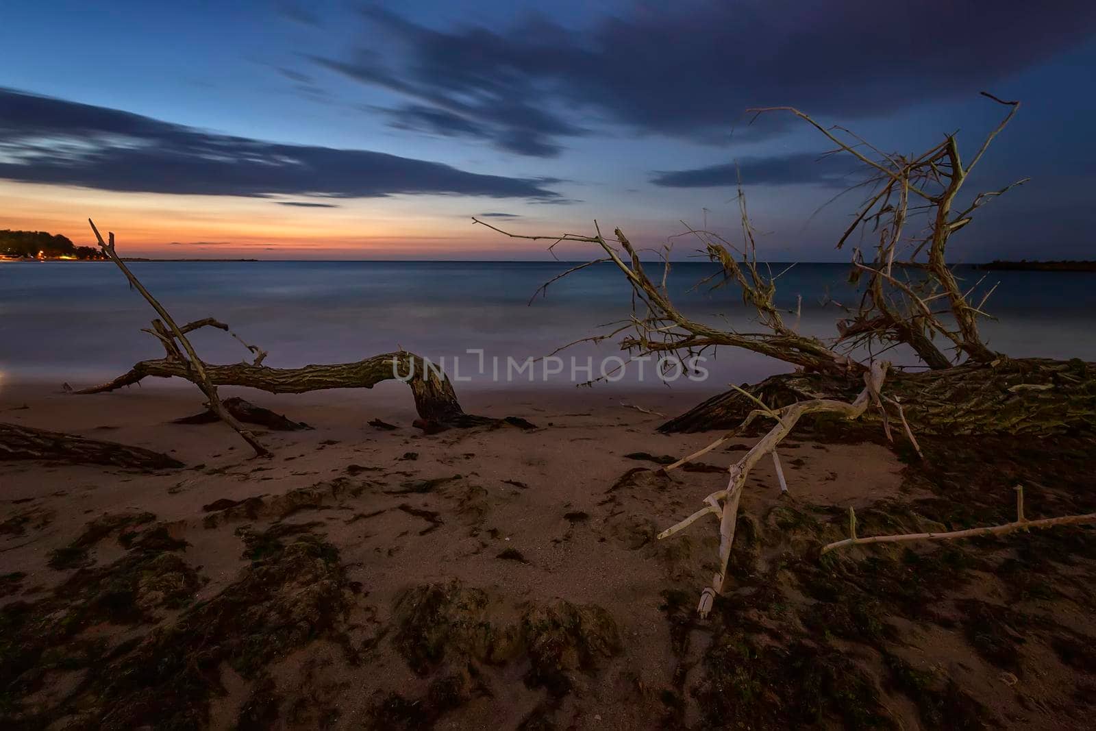 tree branches and roots on the beach. Mystic view