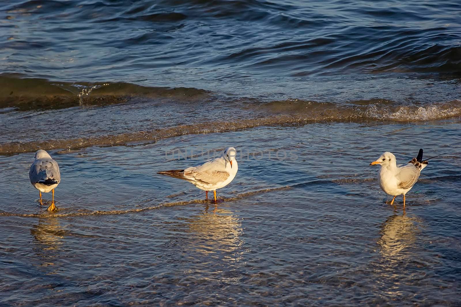 Seagulls standing in the water on sea shore.
