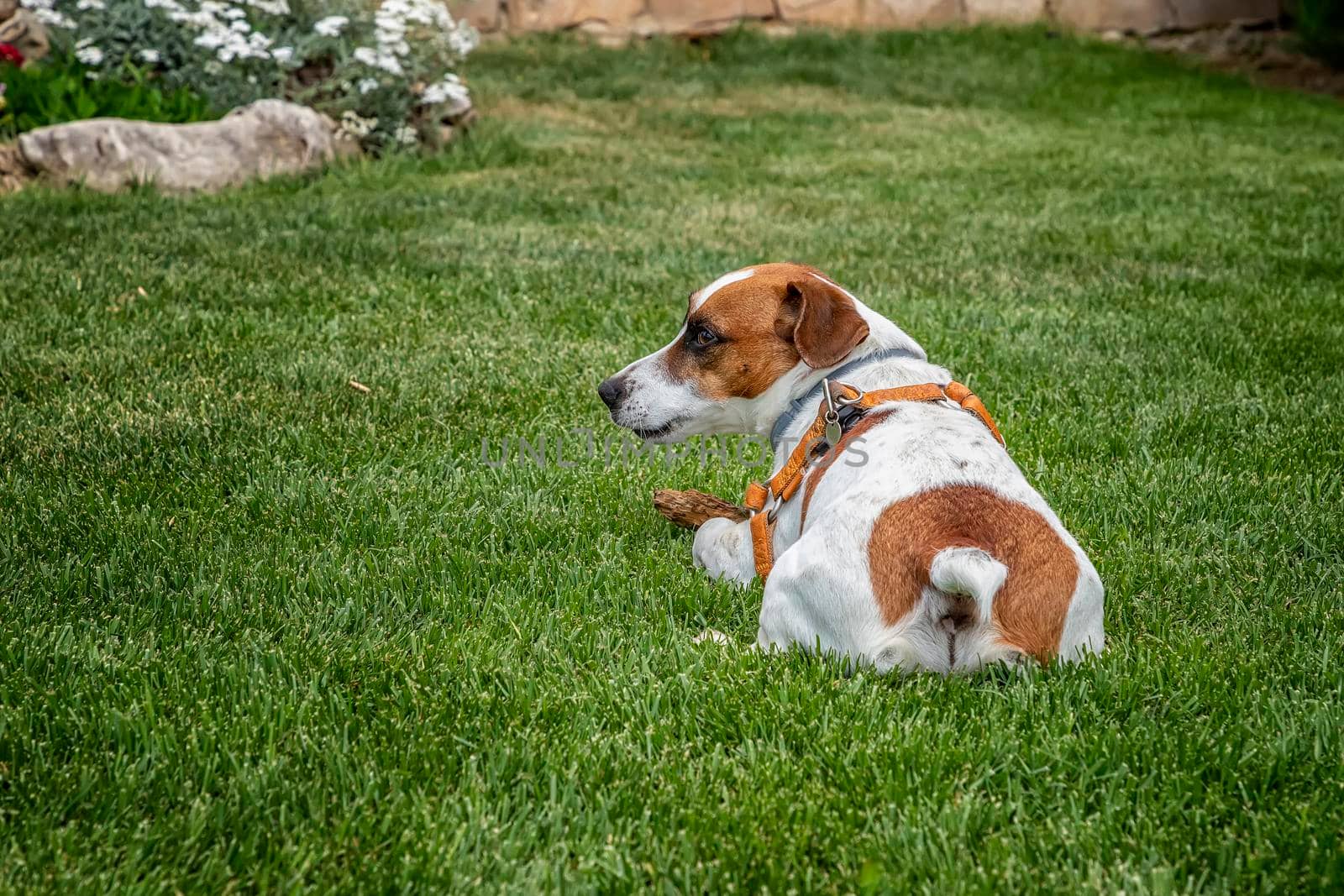 Puppy purebred jack Russell terrier sitting on the green grass in the garden