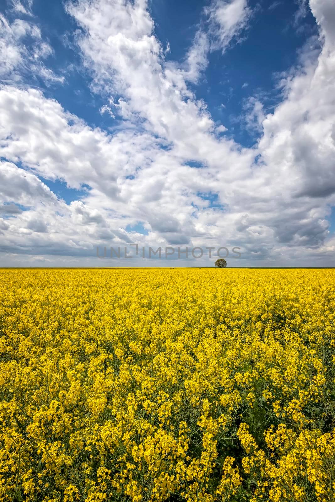 Day landscape with yellow rapeseed field with a lonely tree and amazing sky with clouds by EdVal