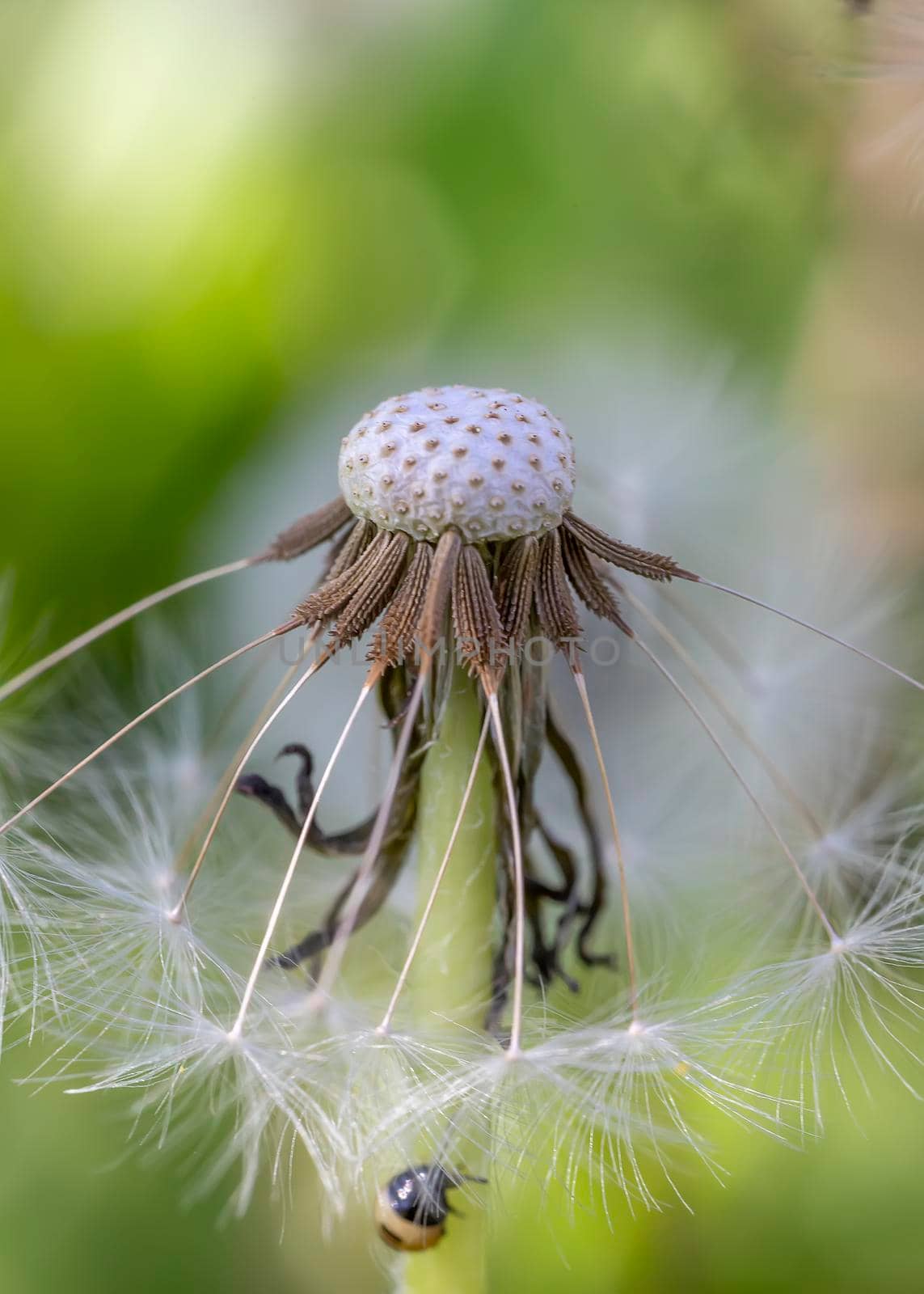Beautiful gentle dandelion head close up. Natural background by EdVal