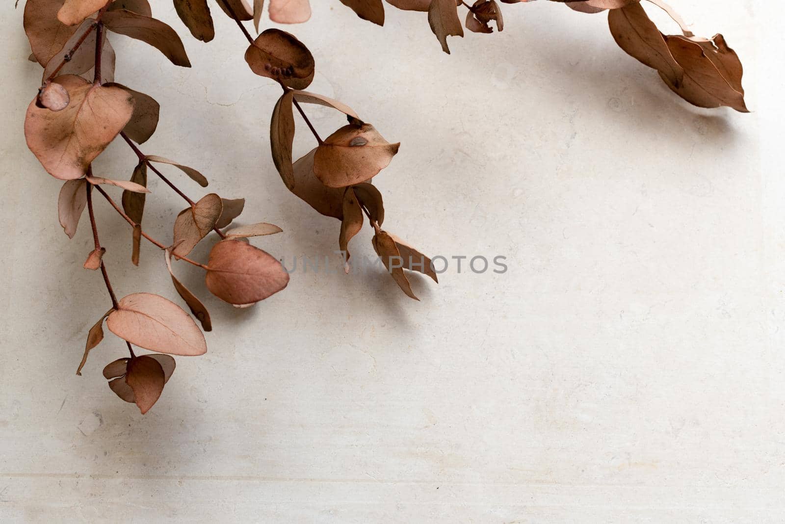 Nature background - top down view of dried brown eucalyptus leaves on natural limestone with copy space (selective focus) by natalie_board