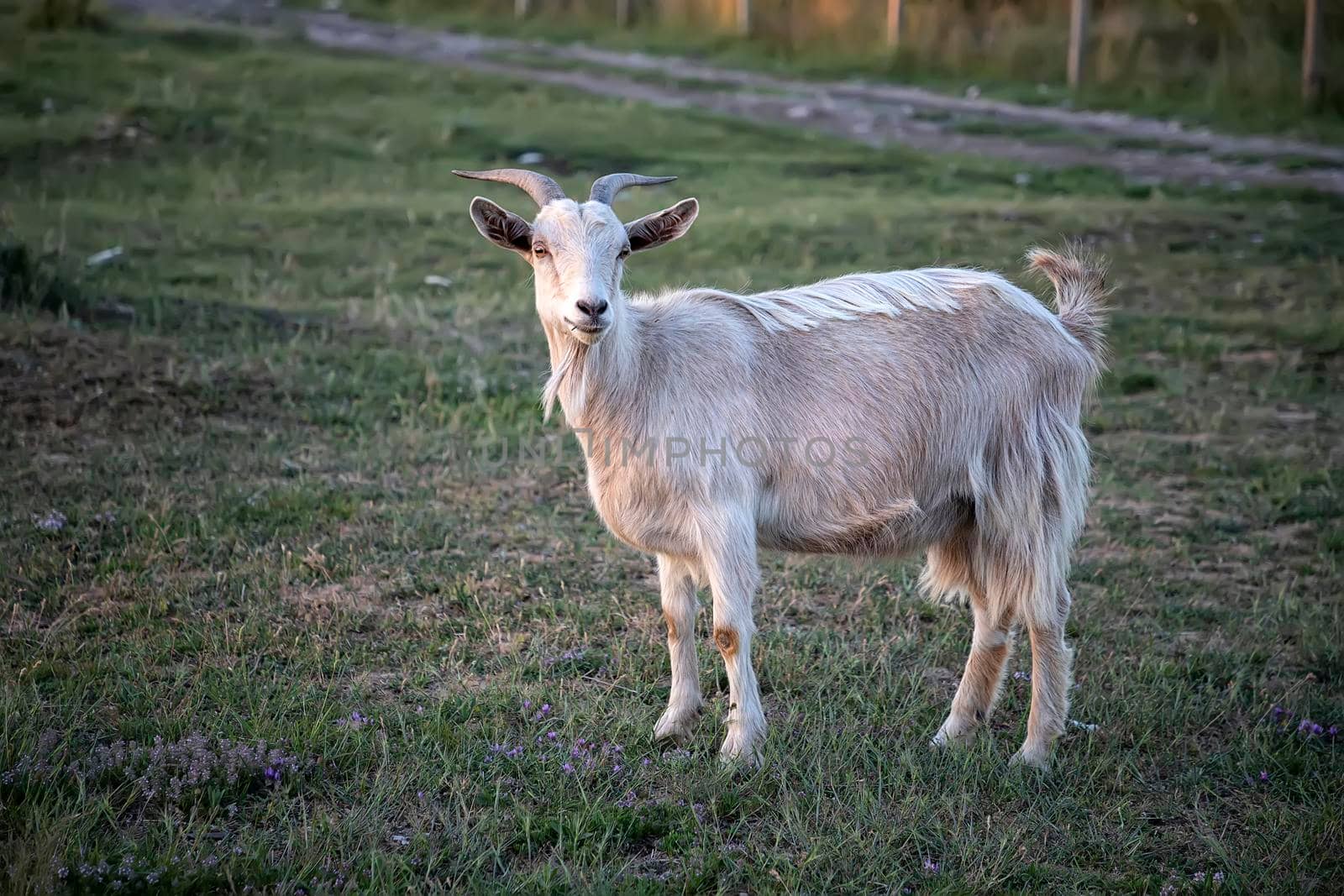 ? goat on a farm on the green grass. Goat on pasture by EdVal