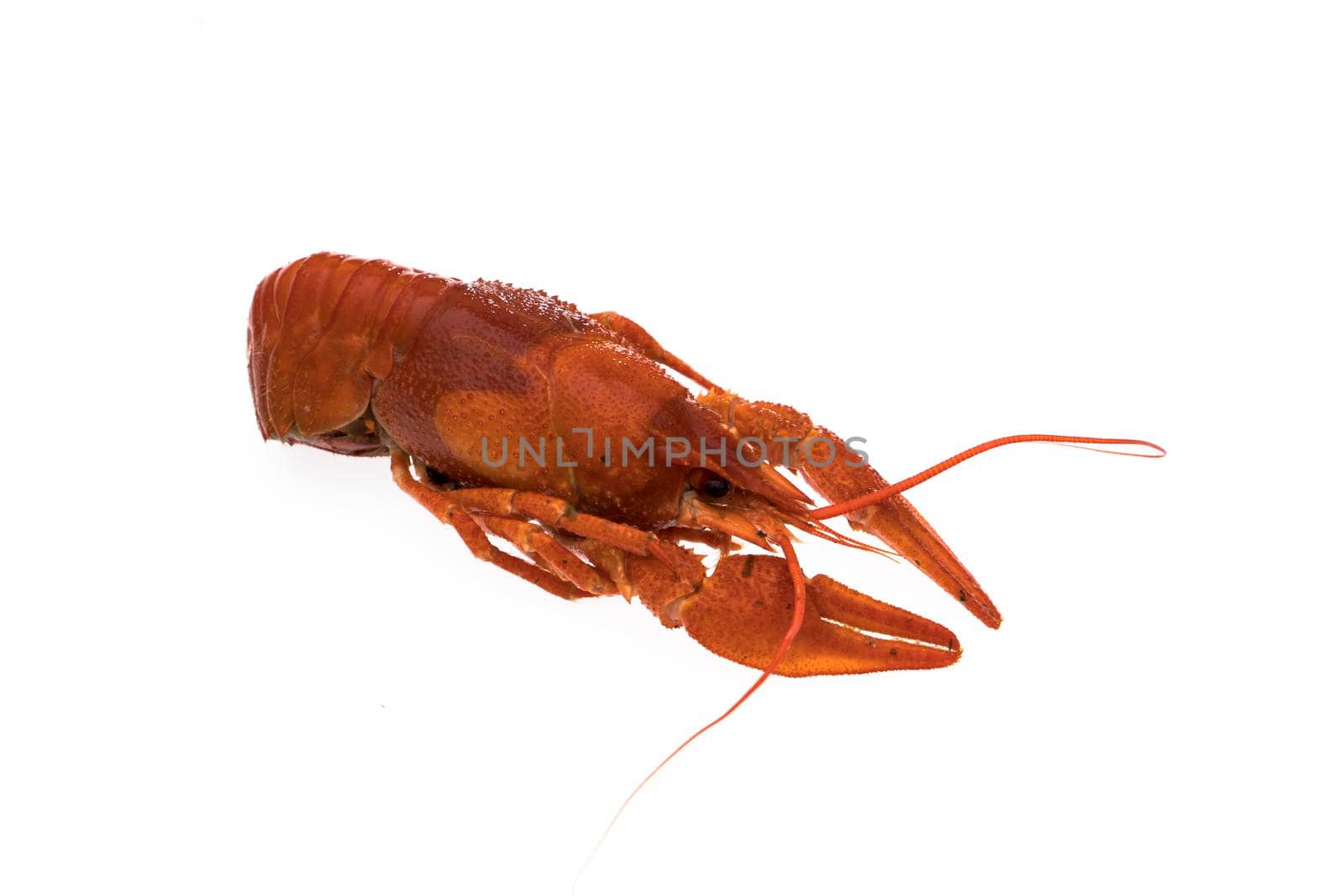 Crayfish, boiled, cooked, red on white background isolated