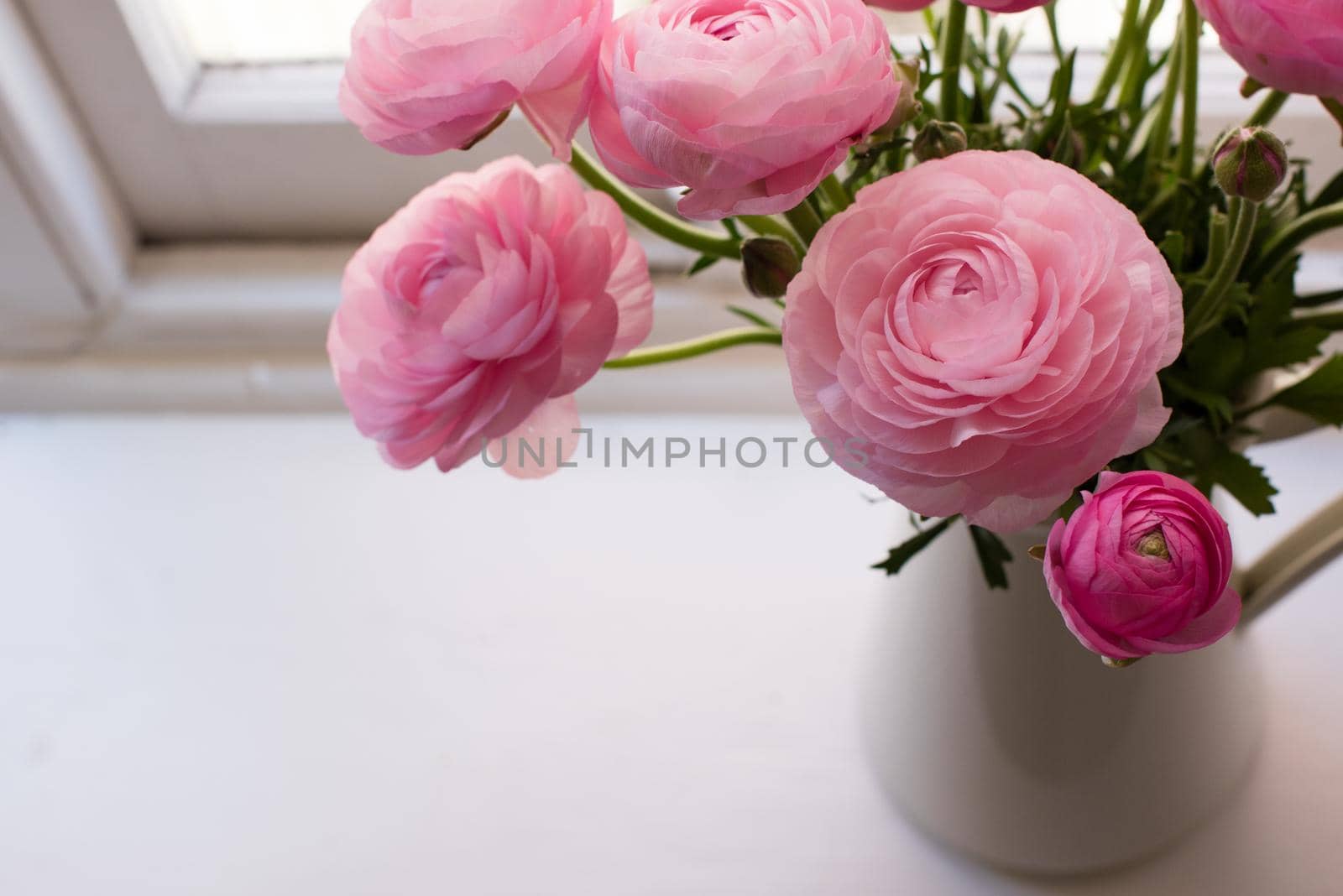 High angle close up of pink ranunculus in white jug on window sill  (selective focus) by natalie_board