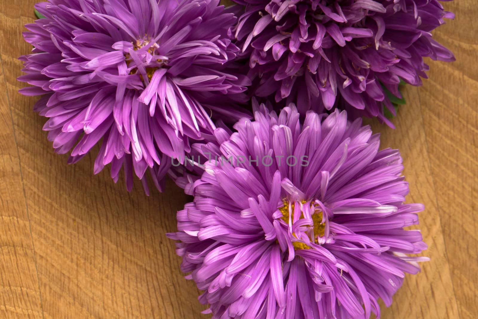 Blossoming three buds of aster on a wood board