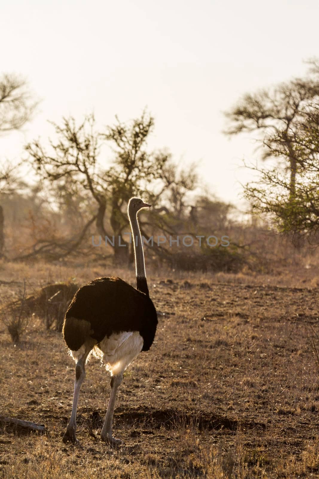 Specie Struthio camelus family of Struthionidae