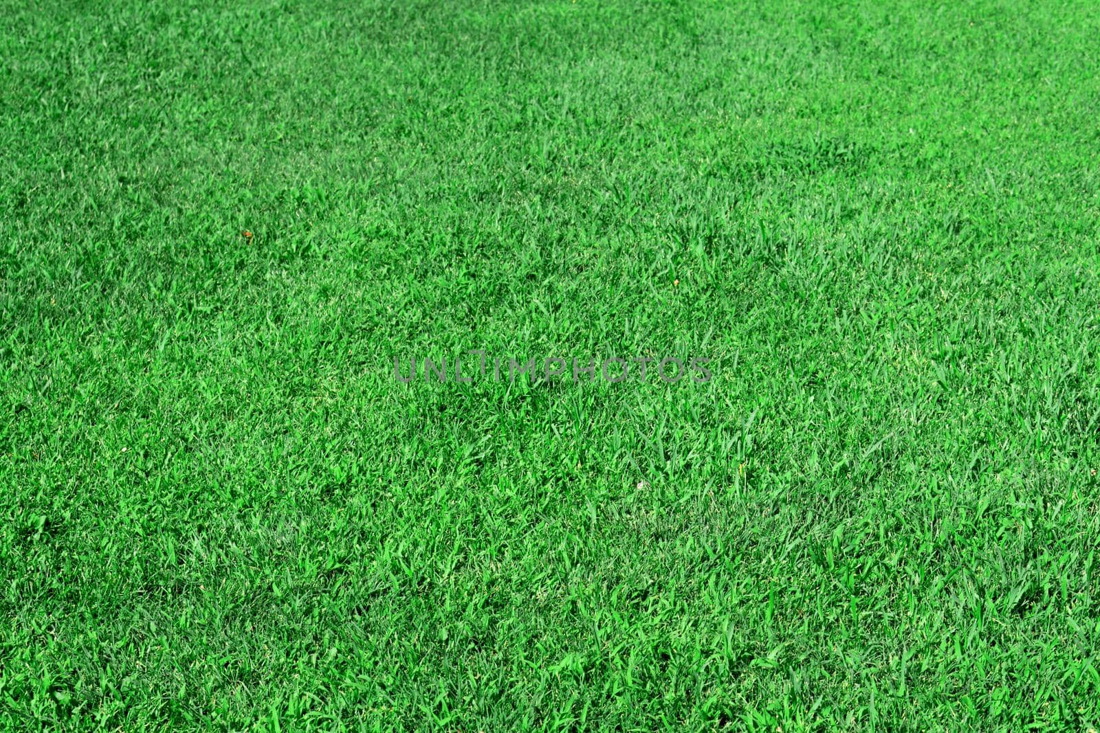 Green lawn grass in the park area, texture, background
