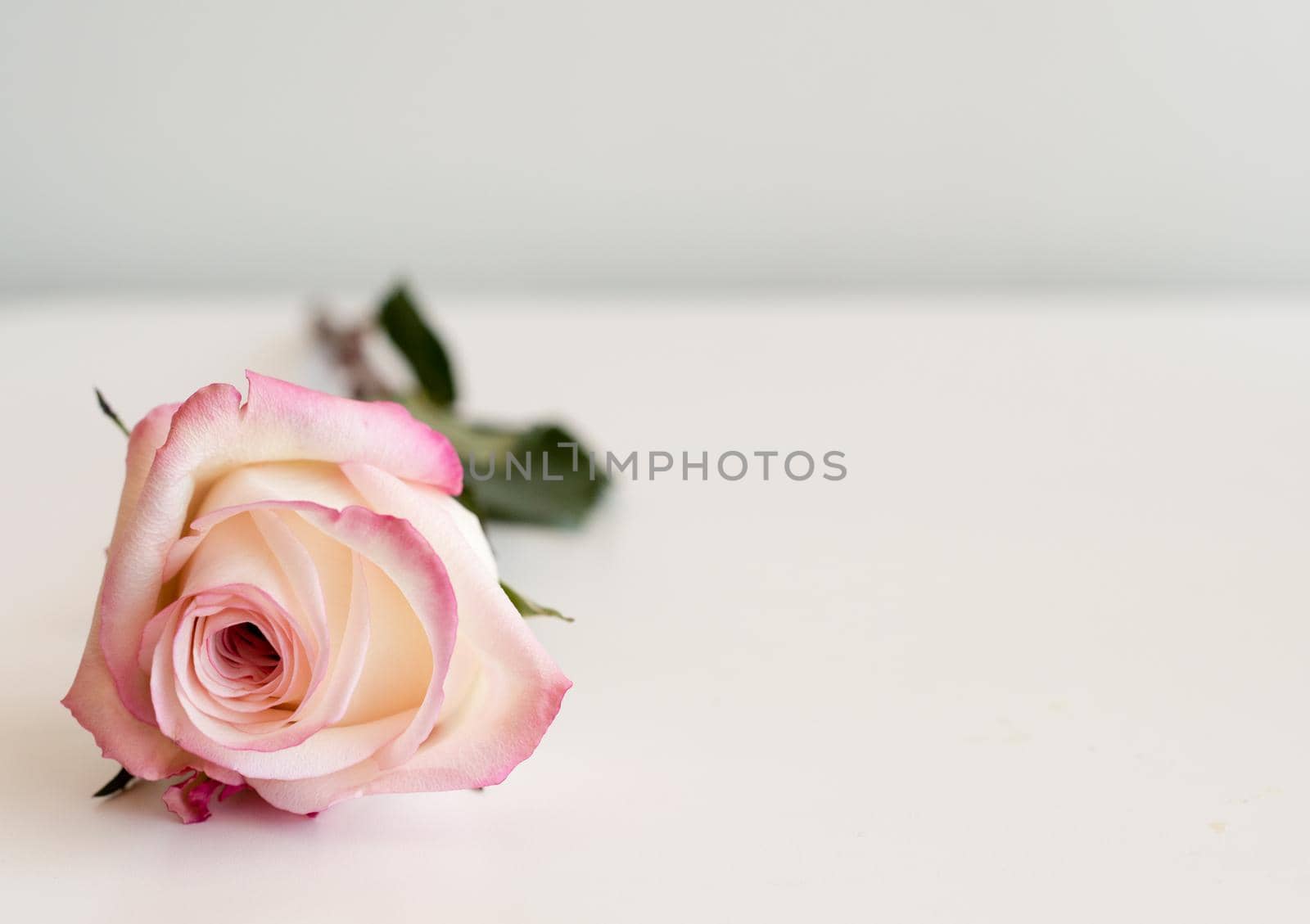 Close up of single pink and cream rose lying on white table against neutral background (selective focus) by natalie_board