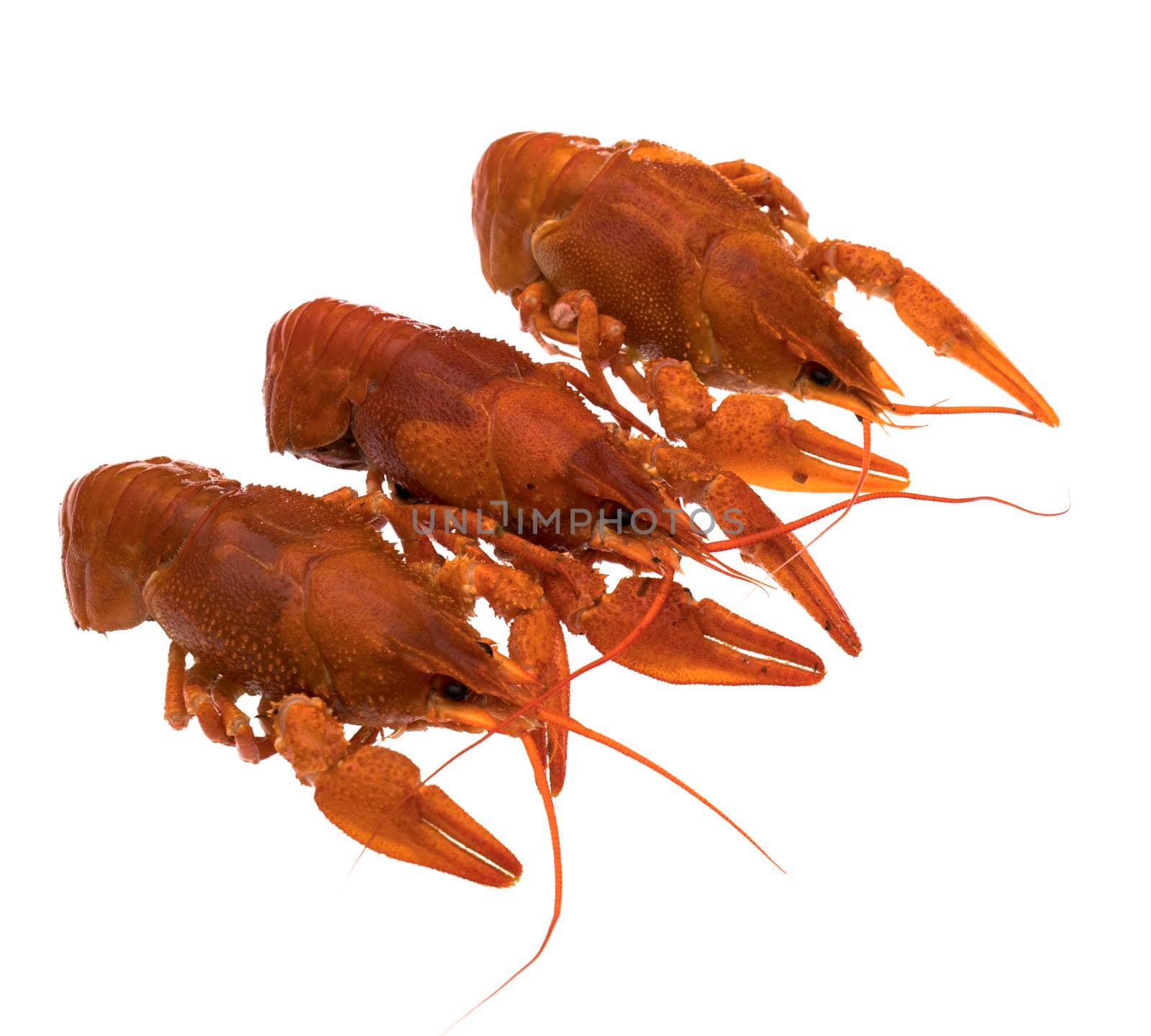 Three crayfish, cooked, red on a white plate isolated