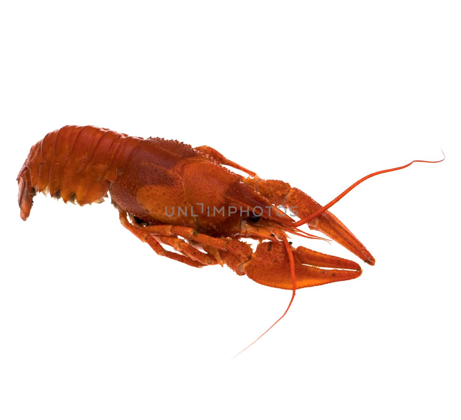 Red crayfish on white background isolated