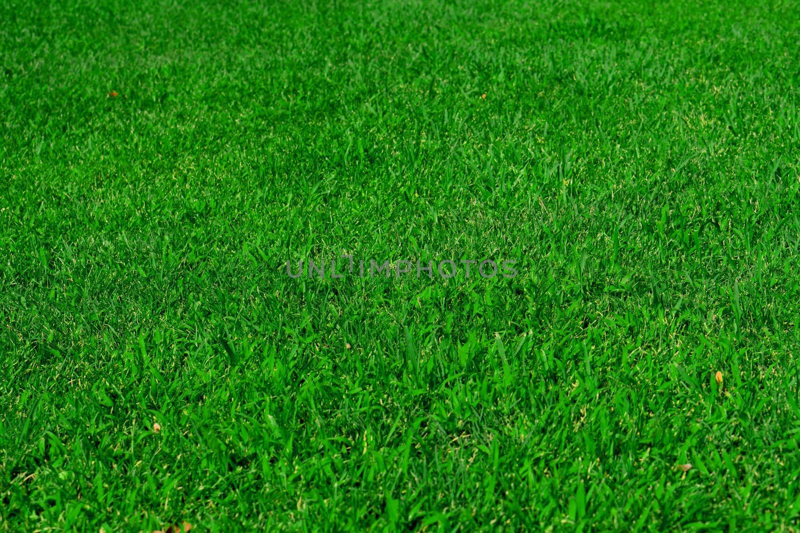 Green lawn grass in the park area, texture, background