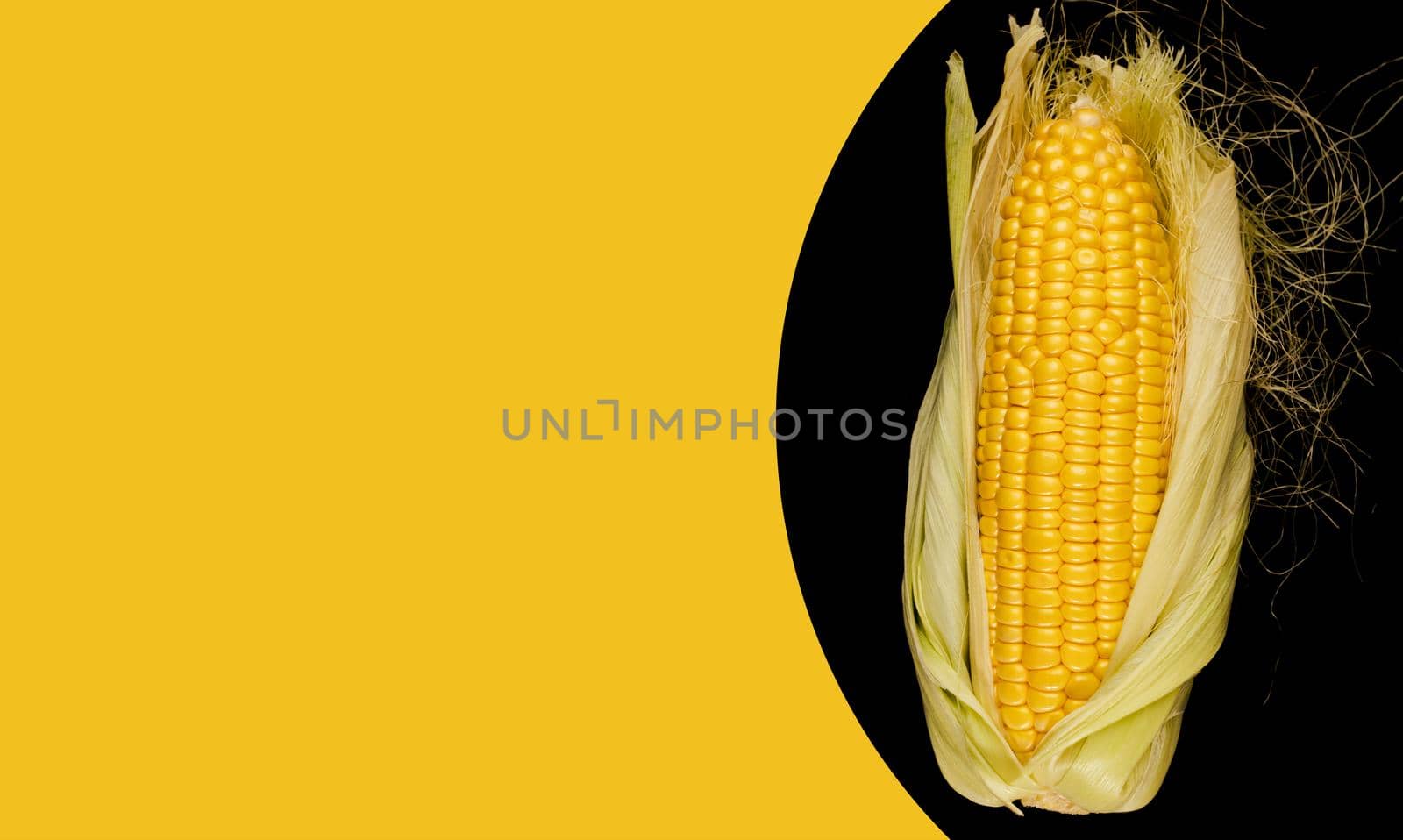 Ripe corn in a head of cabbage half peeled from the husk, on a wooden board and a black background space for the text, on a yellow background