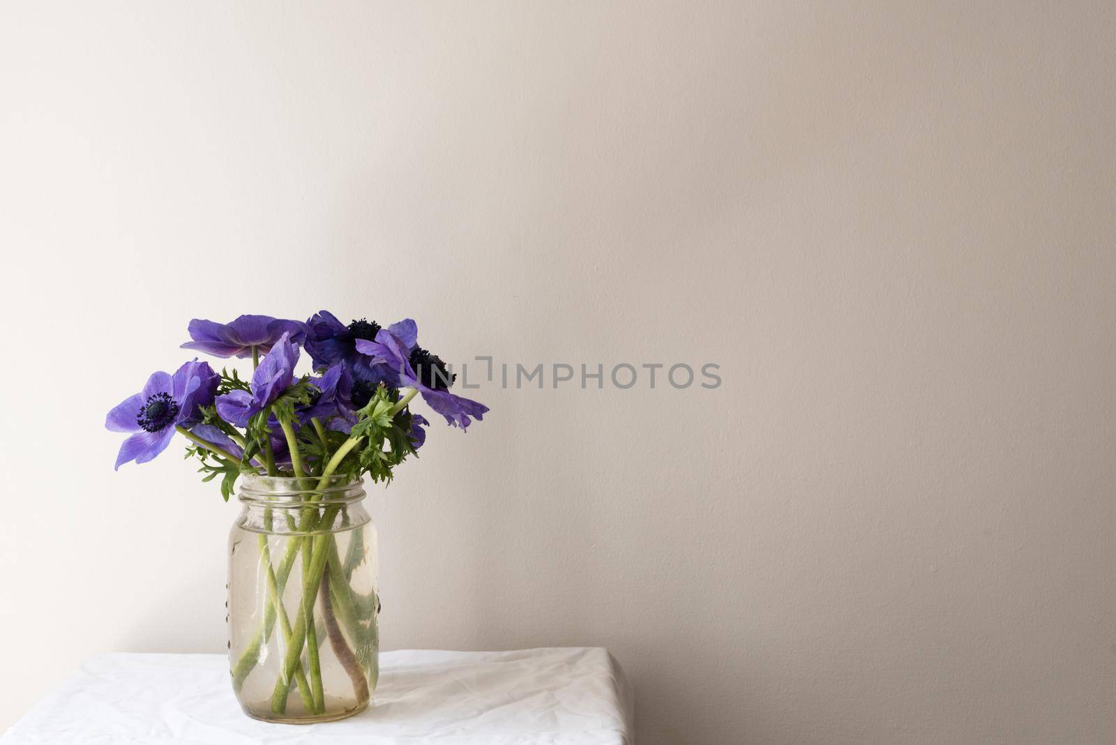 Purple anemone flowers in a glass jar on a small white table against neutral wall by natalie_board