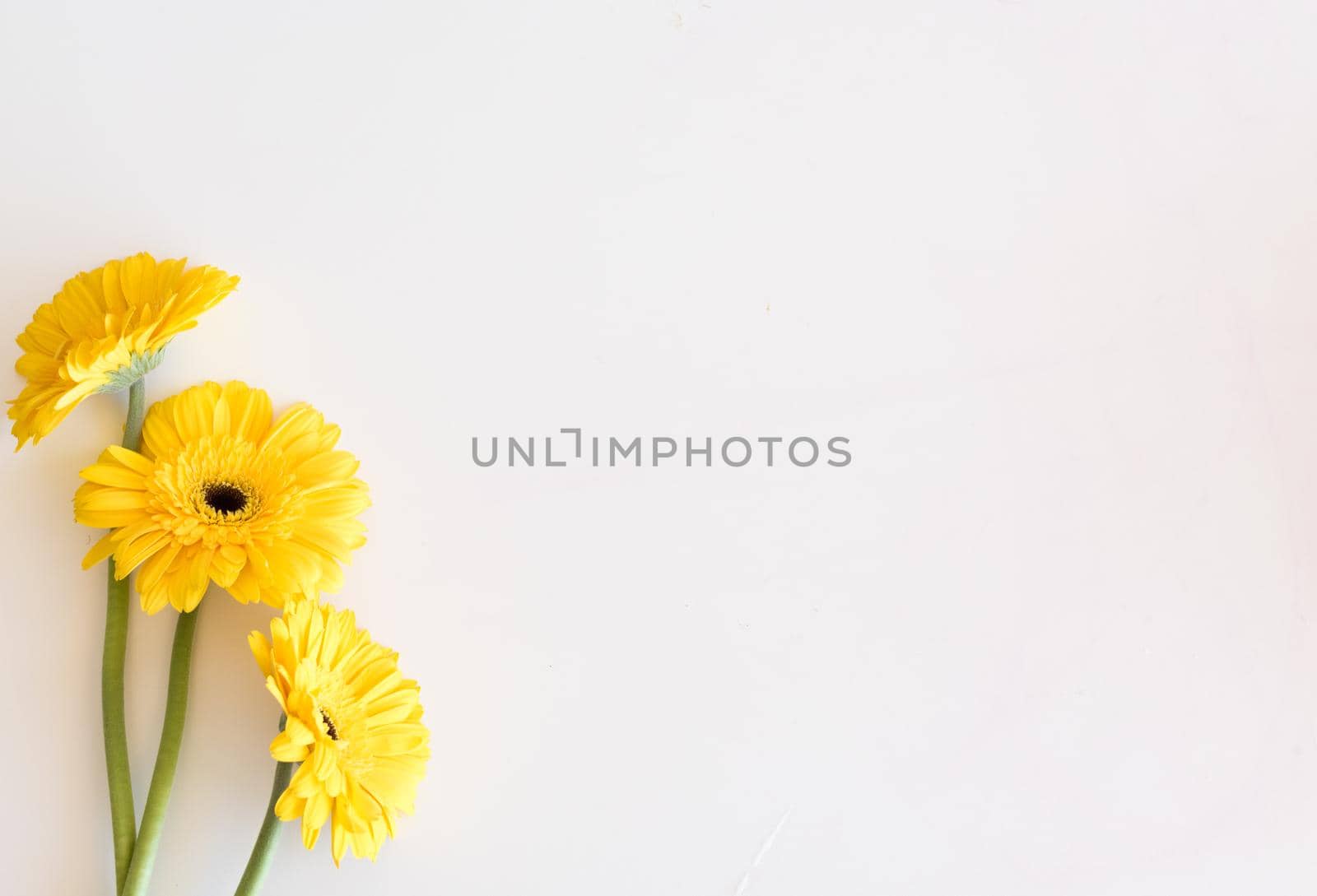 High angle view of three yellow gerberas on white table - nature background by natalie_board