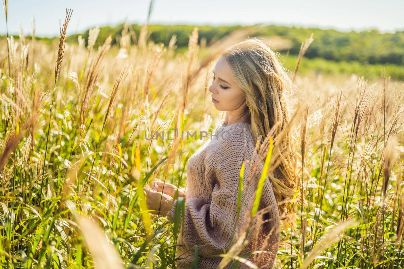 Young beautiful woman in autumn landscape with dry flowers, wheat spikes. Fashion autumn, winter. Sunny autumn, Cozy autumn sweater. fashion photo.