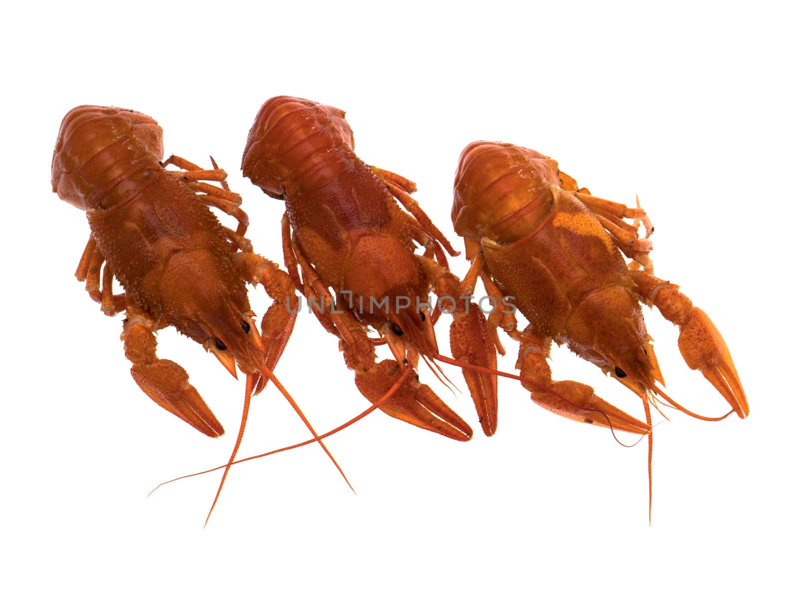 Three cooked boiled crawfish on a white plate, isolated