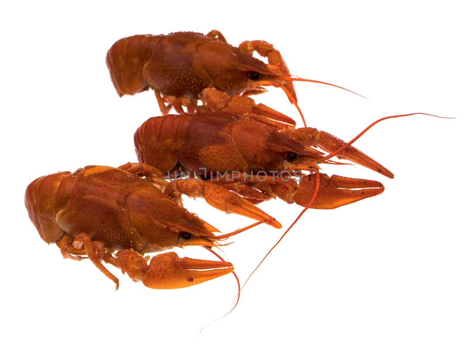Red Crayfish, on a white background in isolation