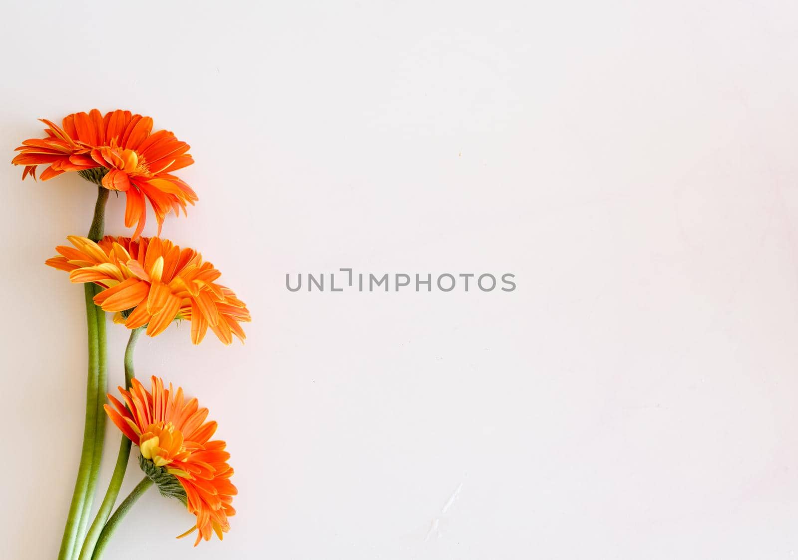 High angle view of three orange gerberas on white table - nature background by natalie_board