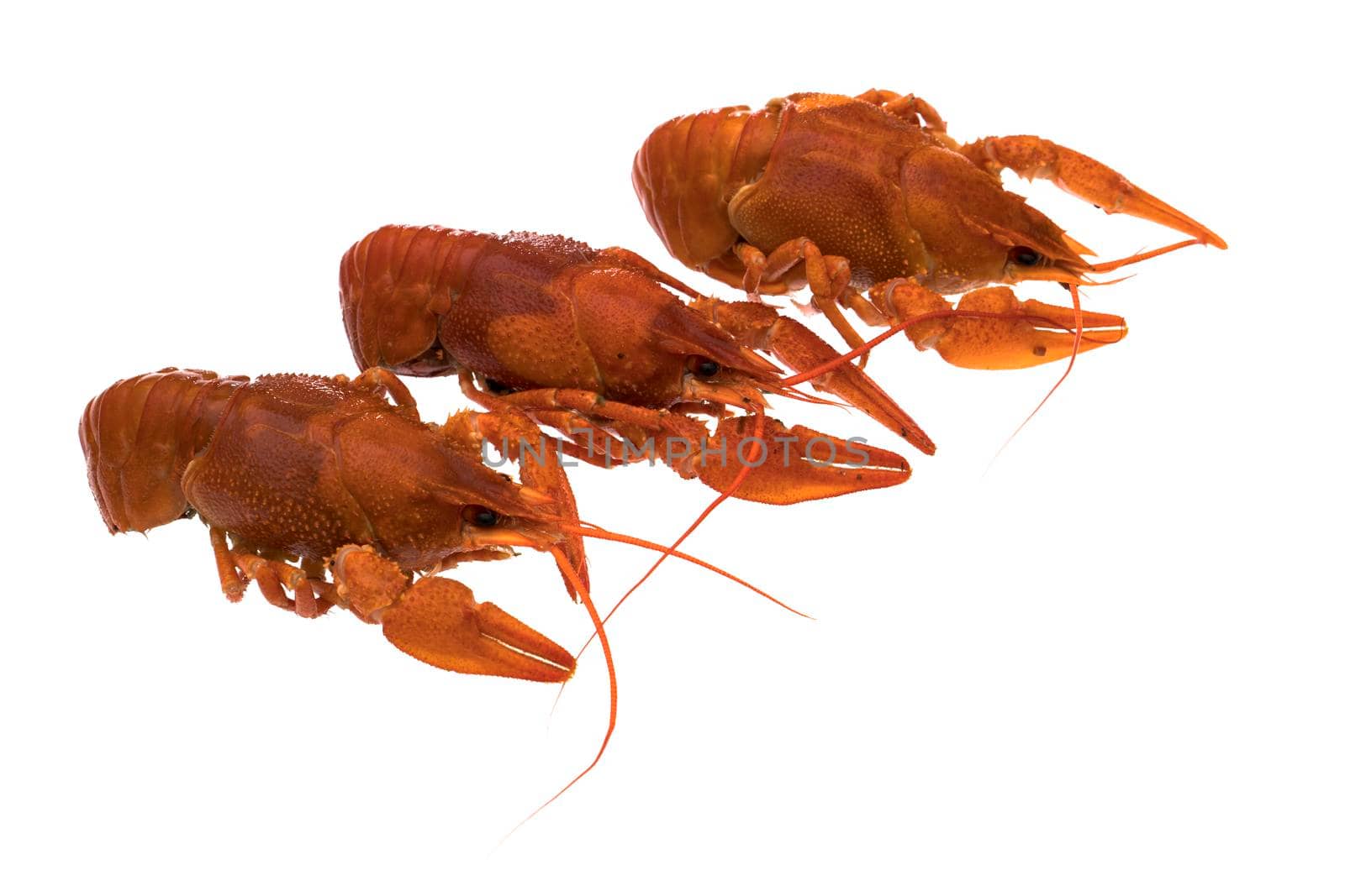 Three crayfish, cooked, red on a white plate isolated