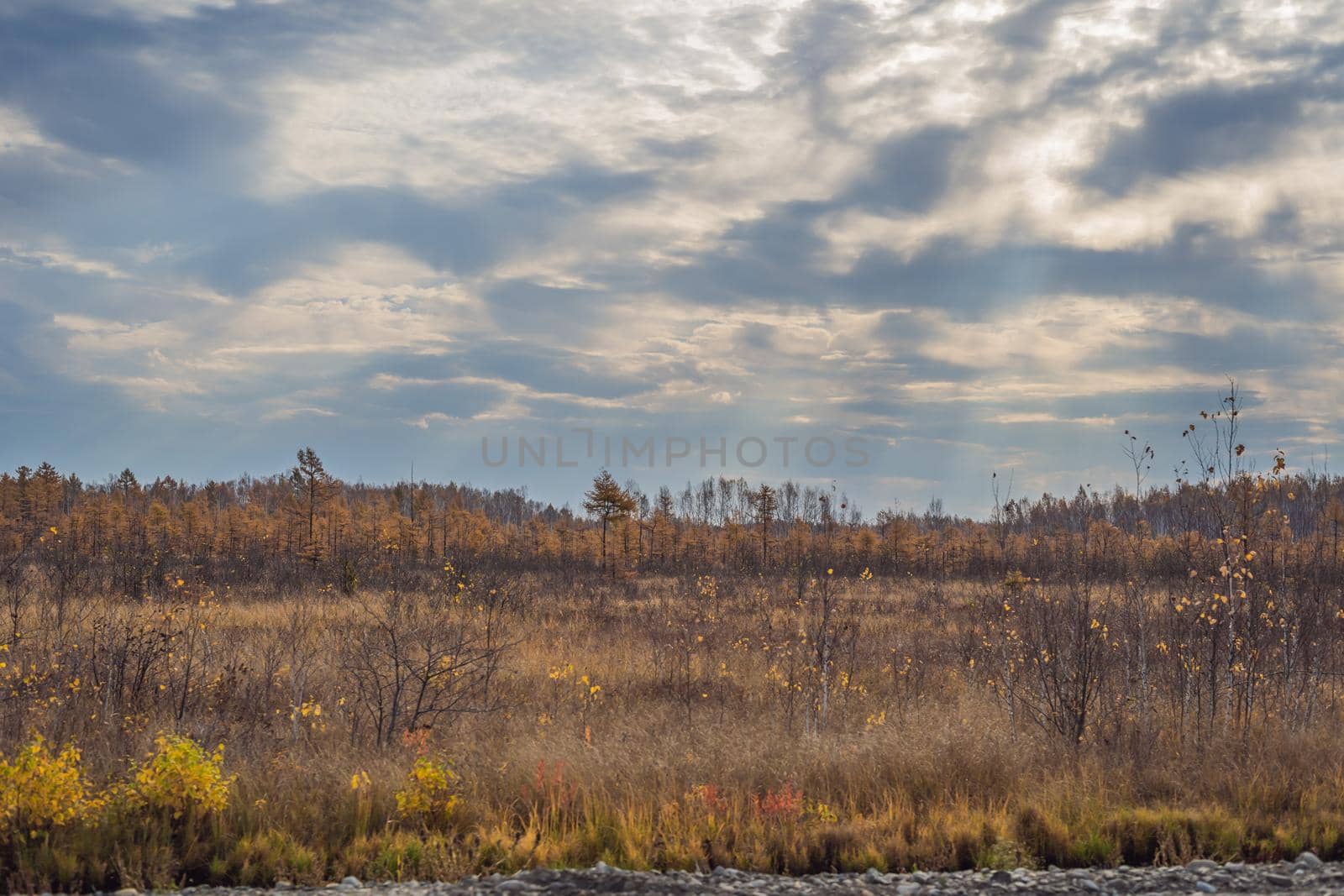Autumn field and forest, clouds illuminated by the dawn.