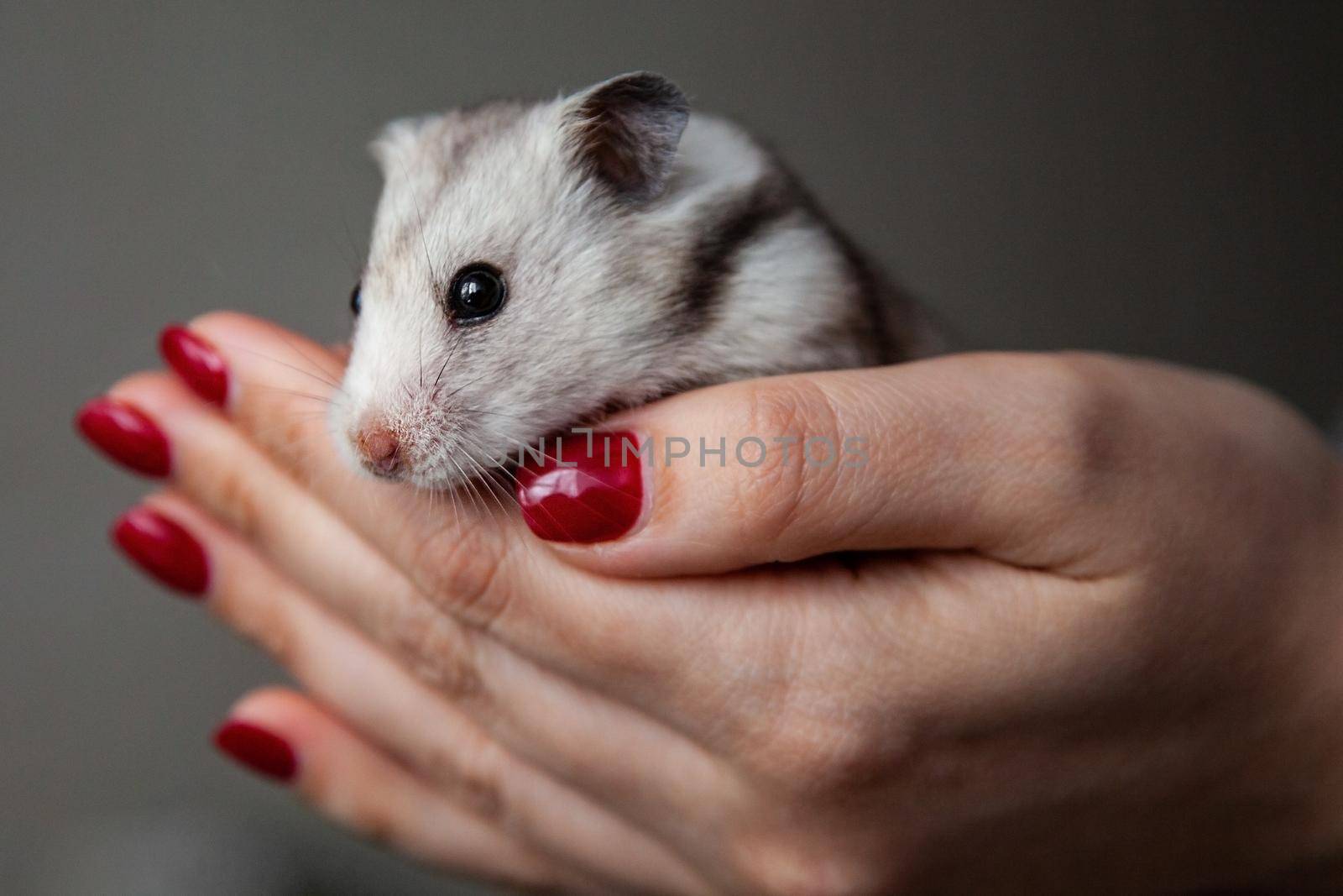 A cute hamster in the hands of a close-up girl