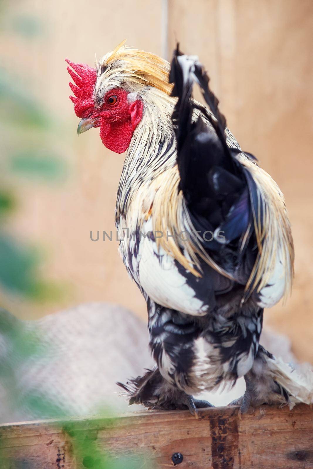 Beautiful chicken rooster bantam crows in farm - White bantam cock