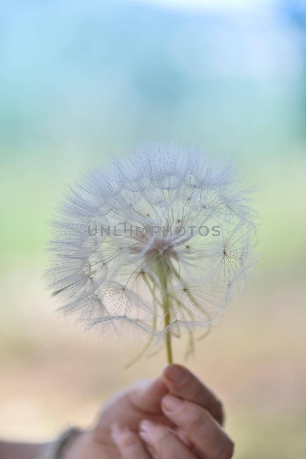 A large white ball of dandelion in hand against the sky. High quality photo