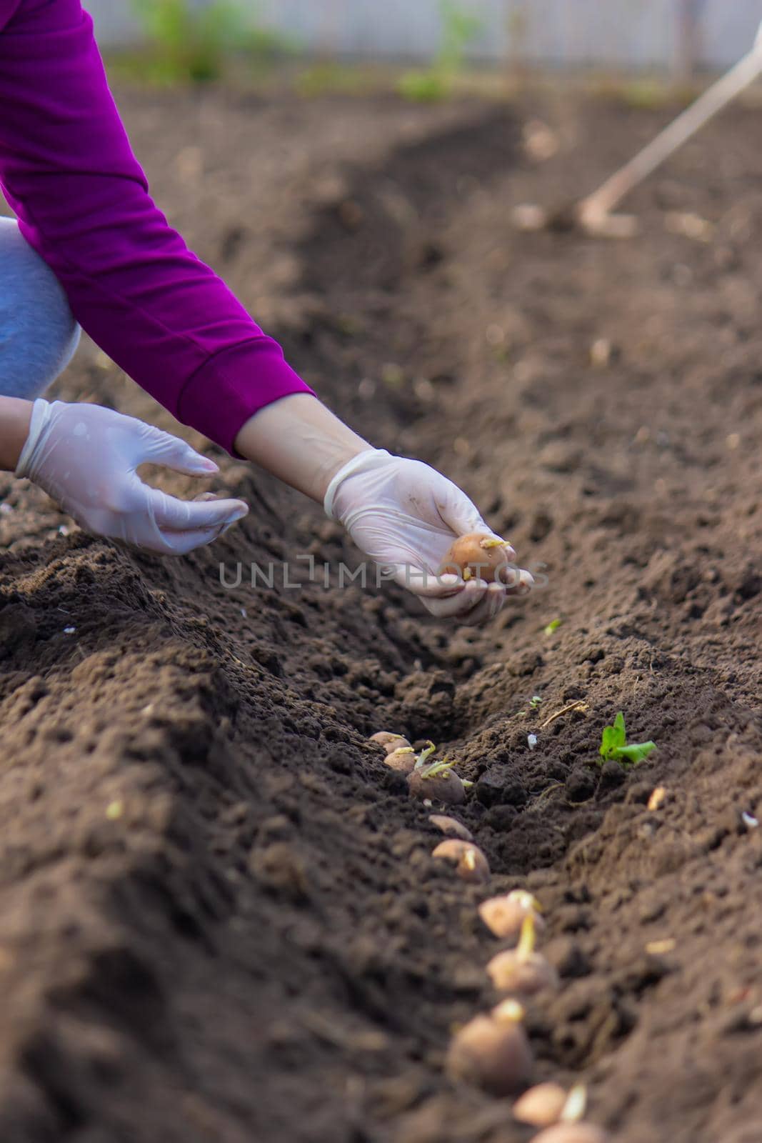 Manual planting of potato tubers in the ground. Early spring preparation for the garden season. selective focus