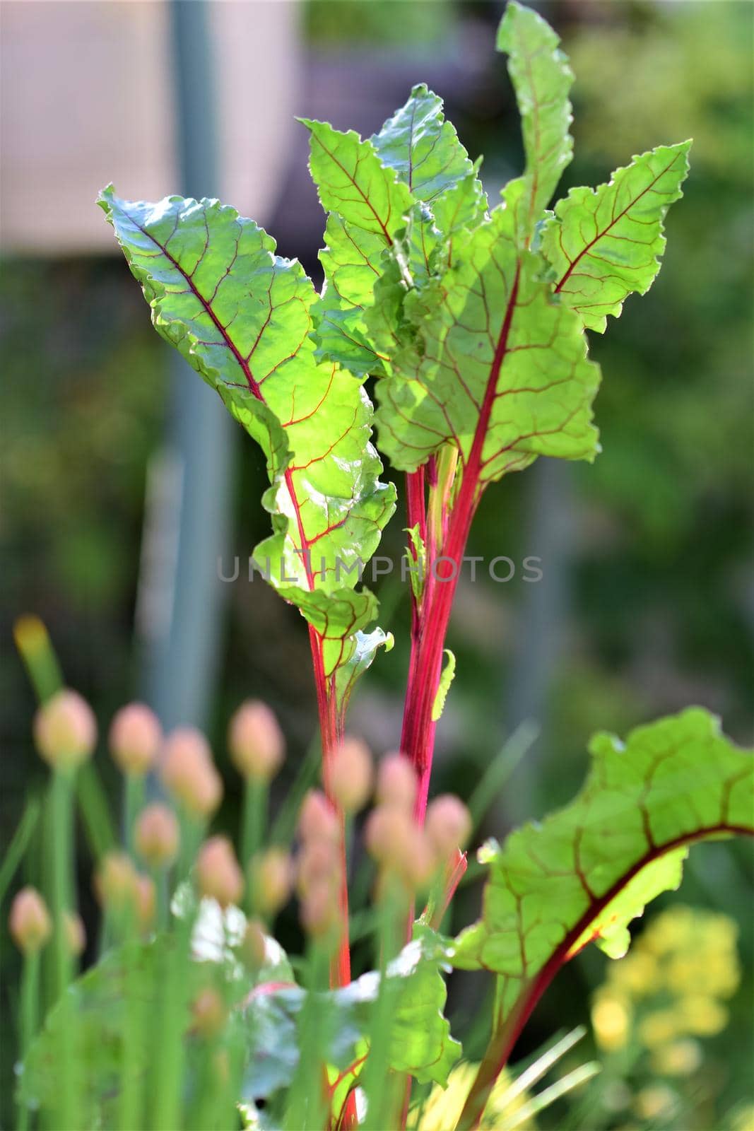 Red chard with chives in the foreground with different depth of field and a blurred background