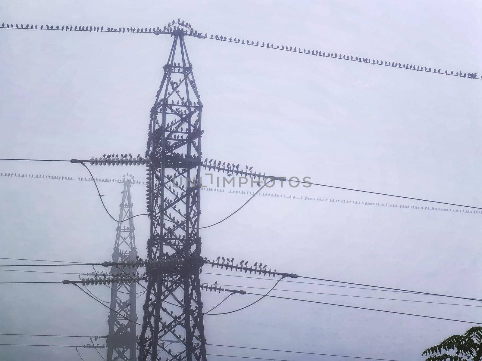 Many birds are sitting on the power line at mist.  horizontal view