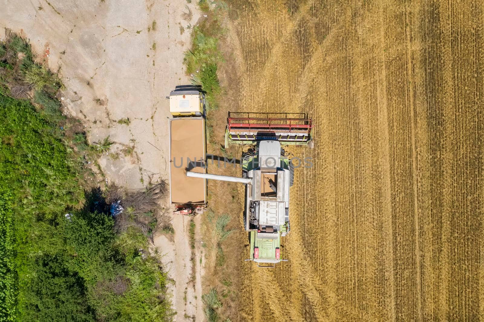 Combine harvester uploads harvest grains to dump truck. Harvesting season. Agriculture scene. Agricultural harvest field