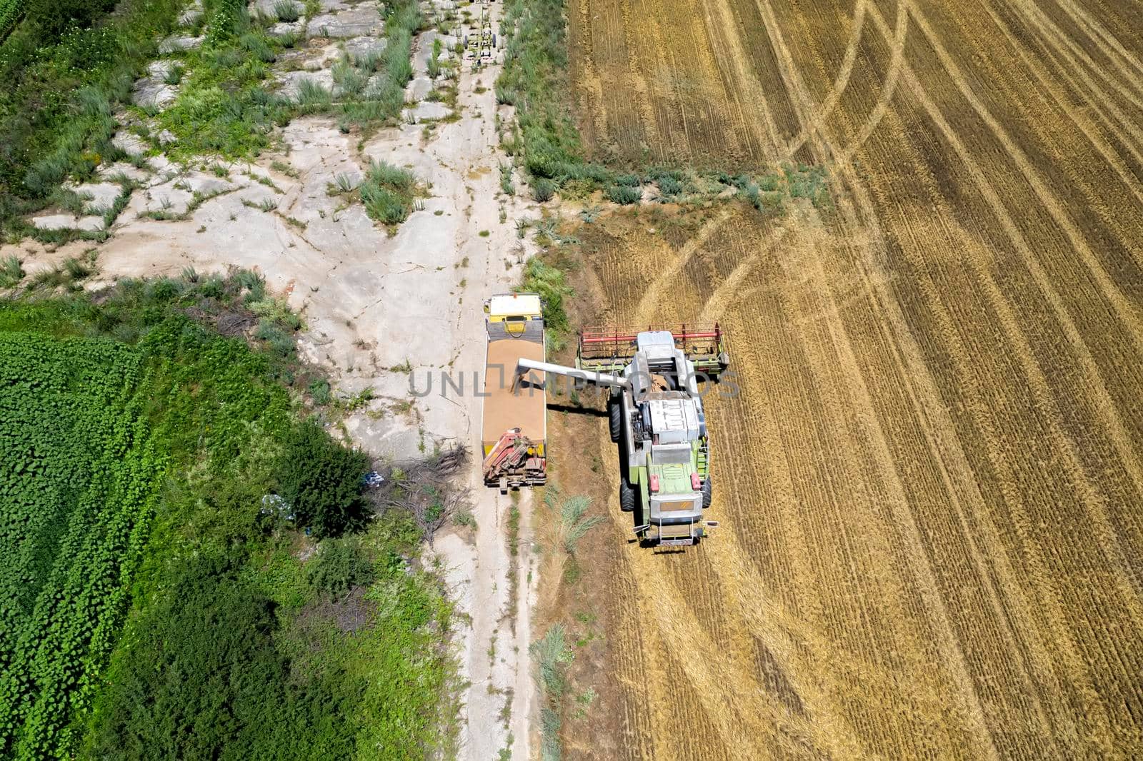 Combine harvester uploads harvest grains to dump truck. Harvesting season. Agriculture scene. 