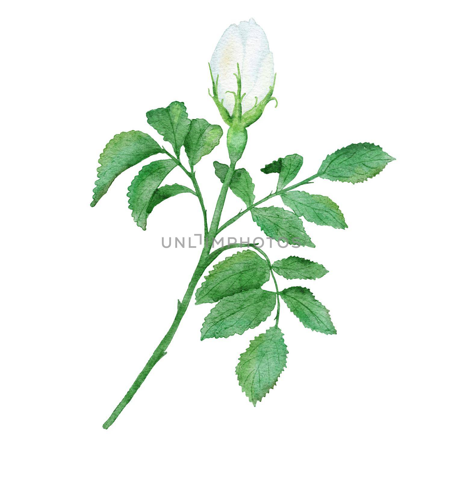 Watercolor hand drawn white wild rose flower bud with green leaves, natural plant branch leaf petal blossom. Elegant floral illustration clipart for wedding design print. by Lagmar