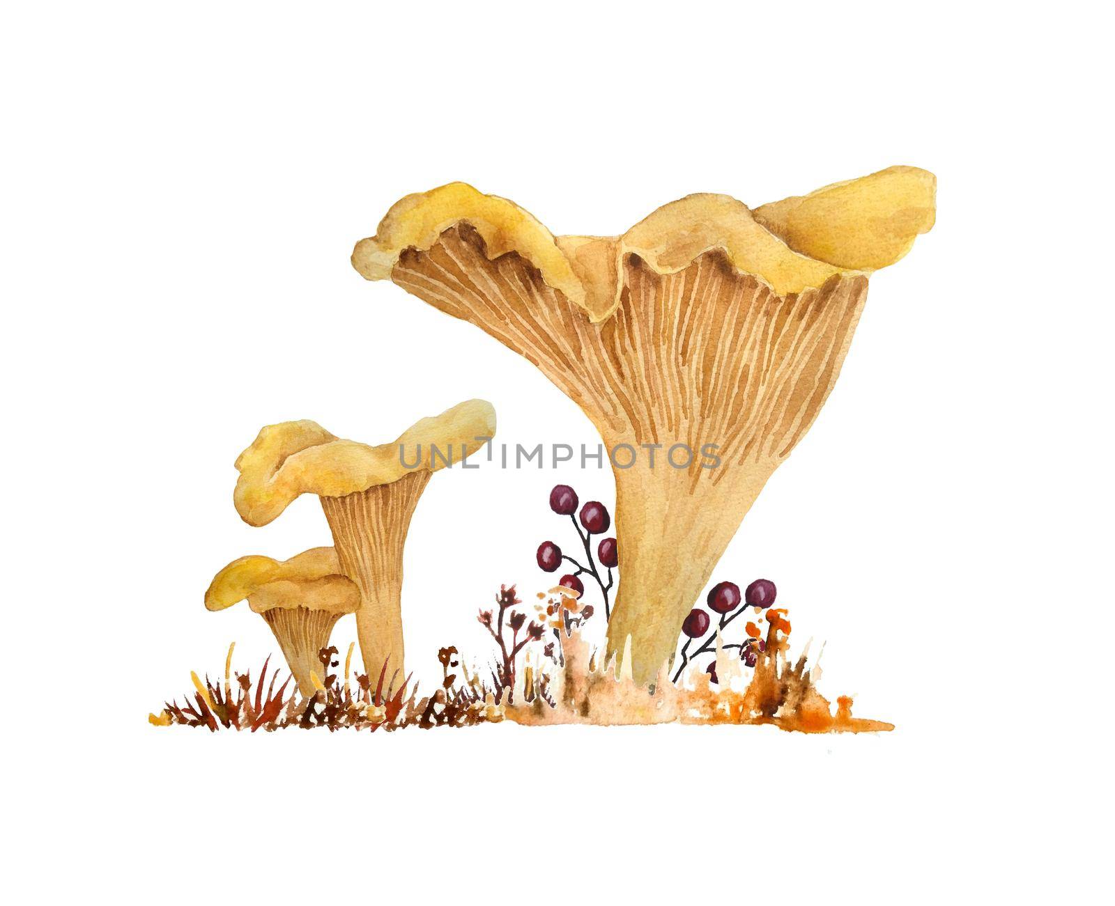 Hand drawn watercolor illustration of chanterelle cibarius edible wild fungi mushrooms in autumn fall wood. Orange yellow fungus in woodland forest dry grass. Natural plants nature harvest mushroom