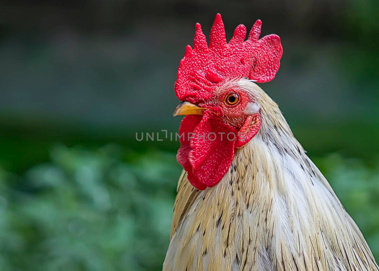 portrait of beautiful cock. Blurred background