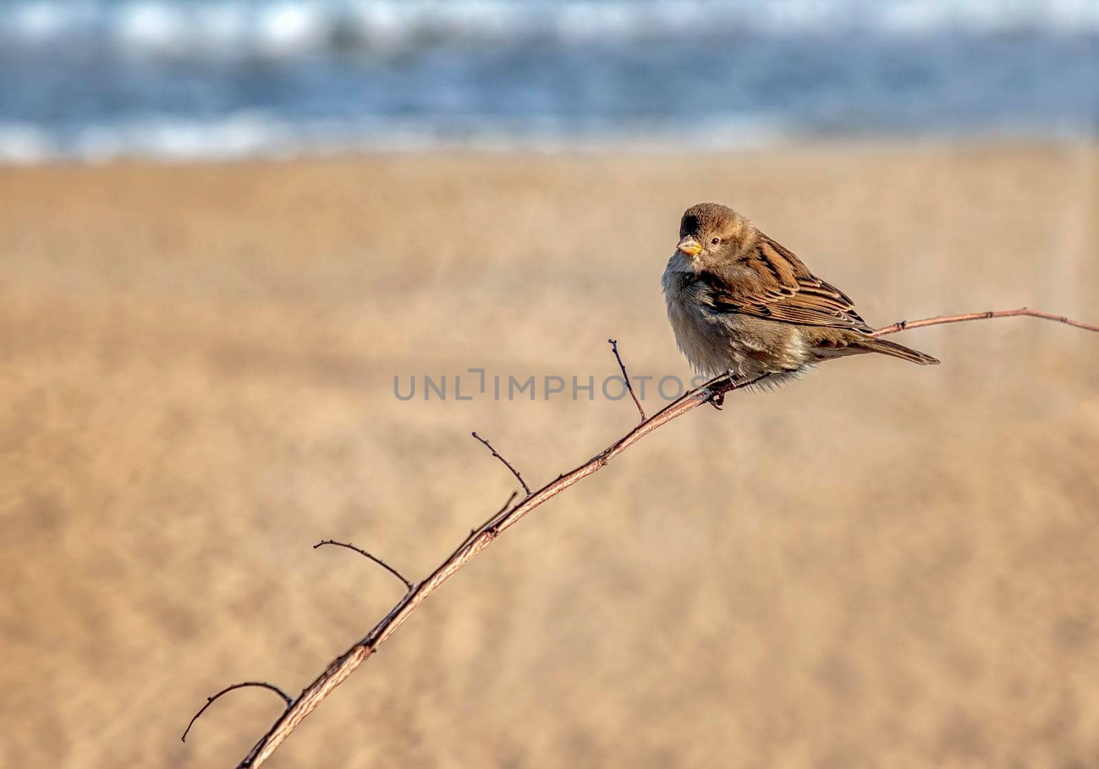 One cute sparrow sitting on the branch. Beautiful soft blurred background.