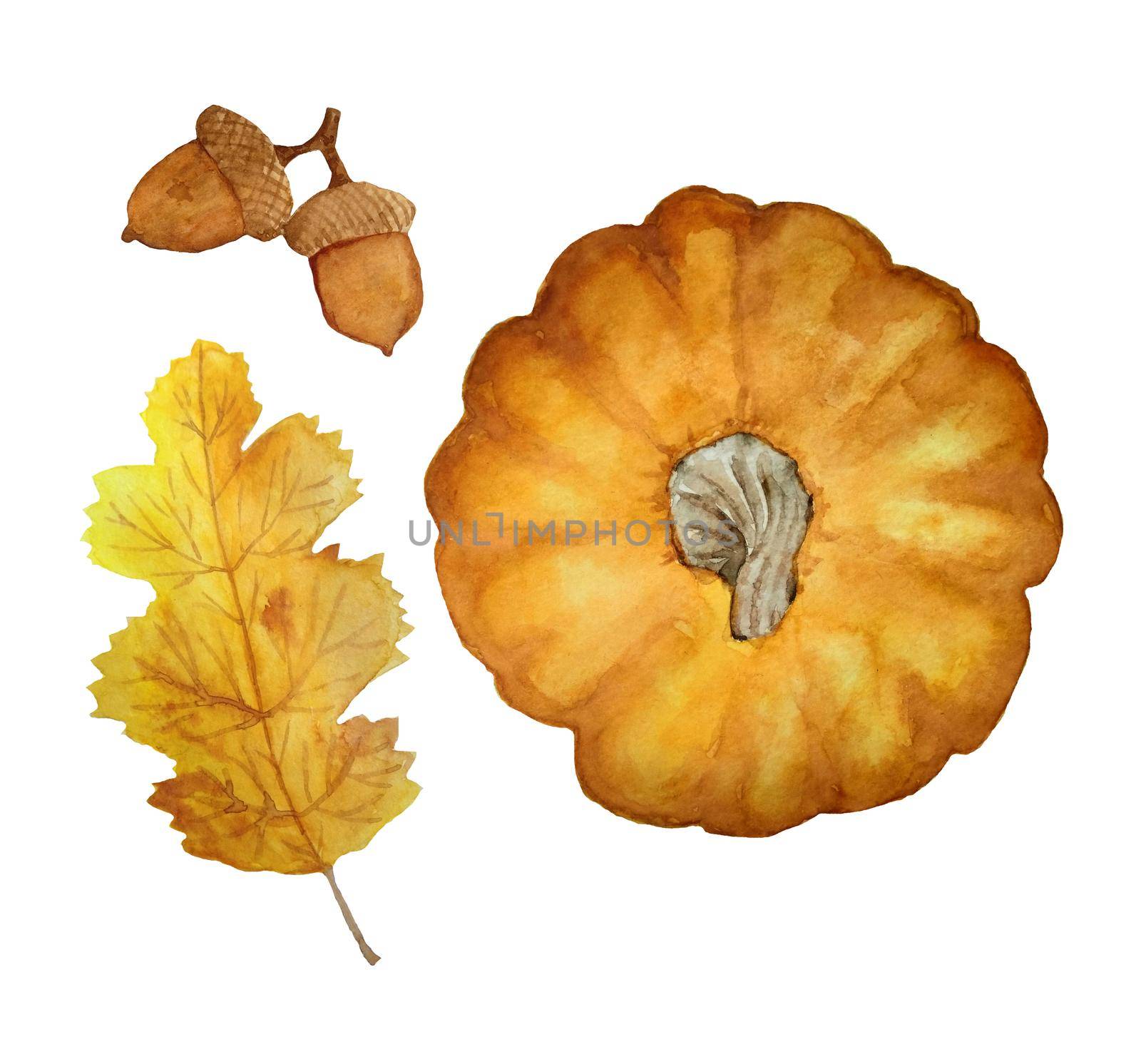 Watercolor hand drawn set of orange pumpkin view from above, october fall autumn leaves lef and oak acorn. Forest wood garden harvest nature concept. Thanksgiving decoration design posters elements. by Lagmar