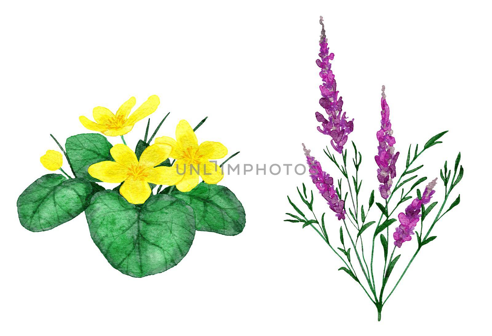 Watercolor hand drawn illustration of purple pink willowherb chamaenerion and yellow trollius flowers. Floral natural wildflower river lake forest landscape. Organic bloom leaf leaves plants herbs. by Lagmar