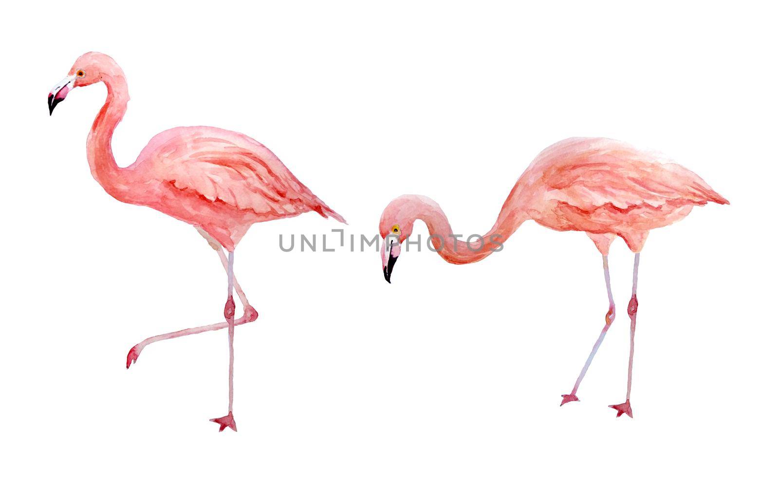 Set of two pink flamingo. Tropical exotic bird rose flamingos isolated on white background. Watercolor hand drawn realistic animal illustration. Summer bird wildlife. Print for wrapping paper, wallpaper, cards, textile. by Lagmar