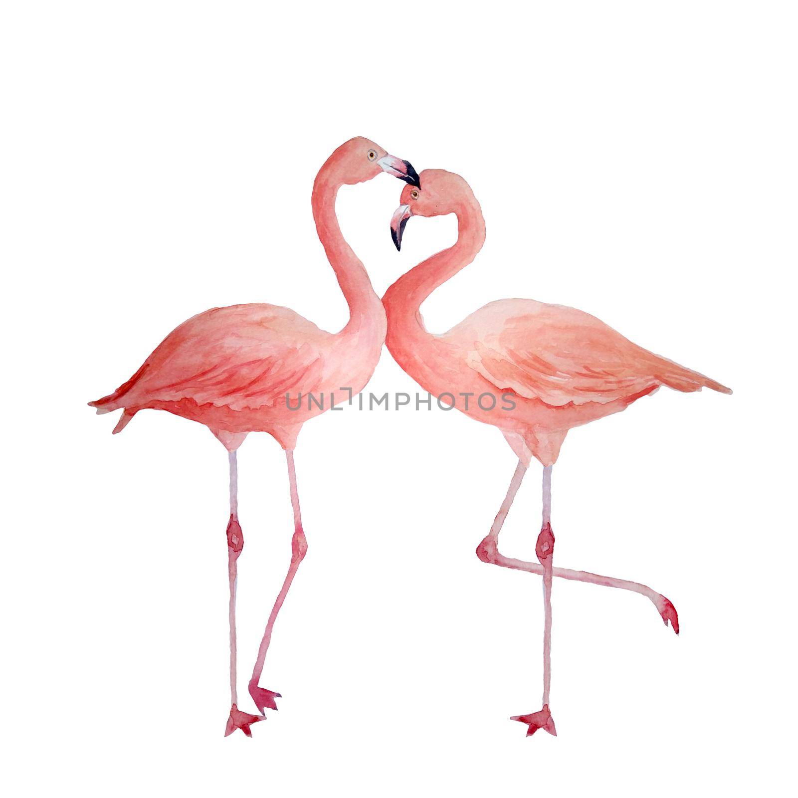 Two pink flamingo, romantic couple in love. Tropical exotic bird rose flamingos isolated on white background. Watercolor hand drawn realistic animal illustration. Summer bird for wedding cards invitation st valentine day. by Lagmar