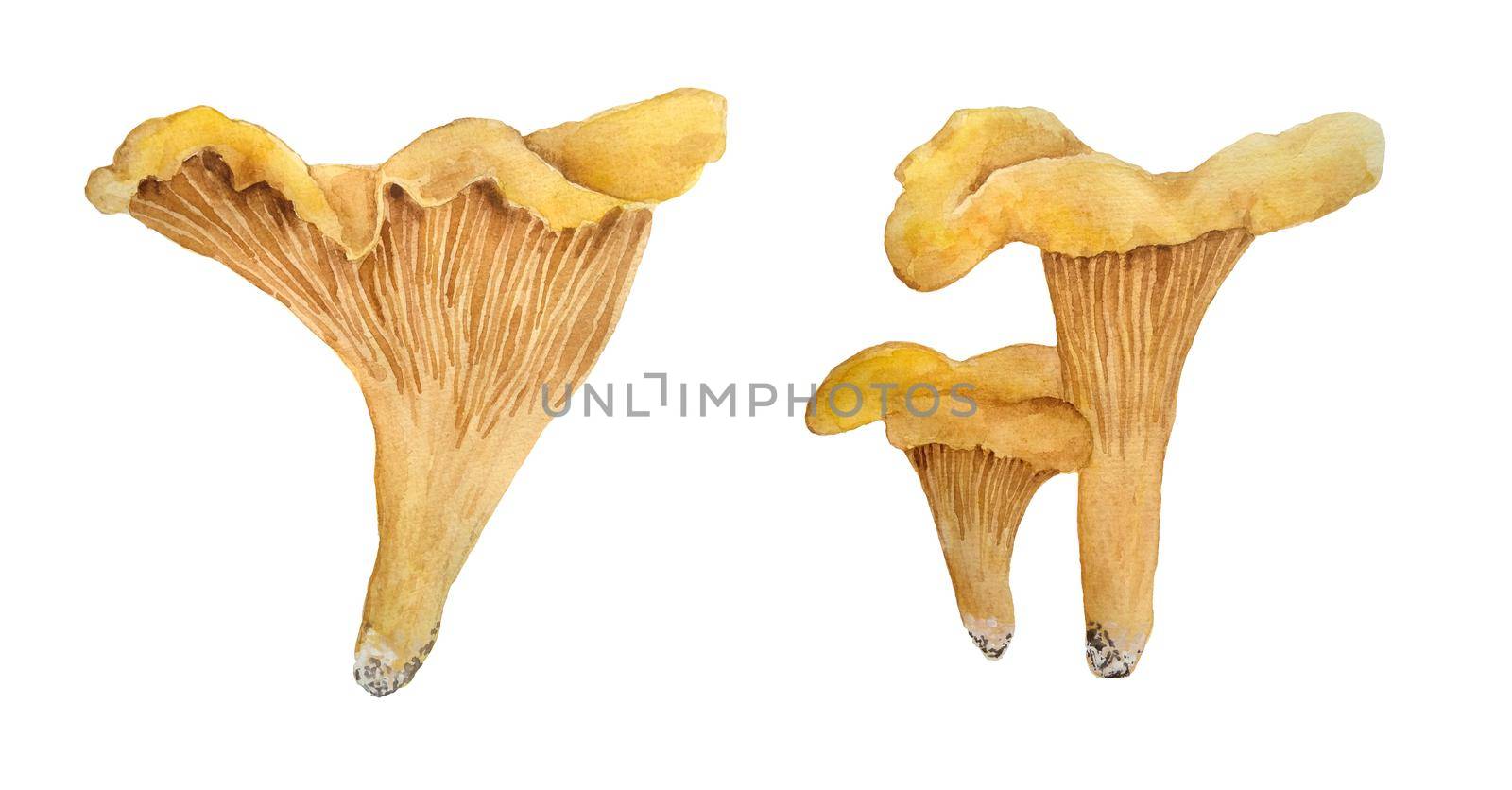 Hand drawn watercolor illustration of chanterelle cibarius edible wild fungi mushrooms. Orange yellow fungus in wood woodland forest. Natural plants nature harvest mushroom. Design realistic organic raw