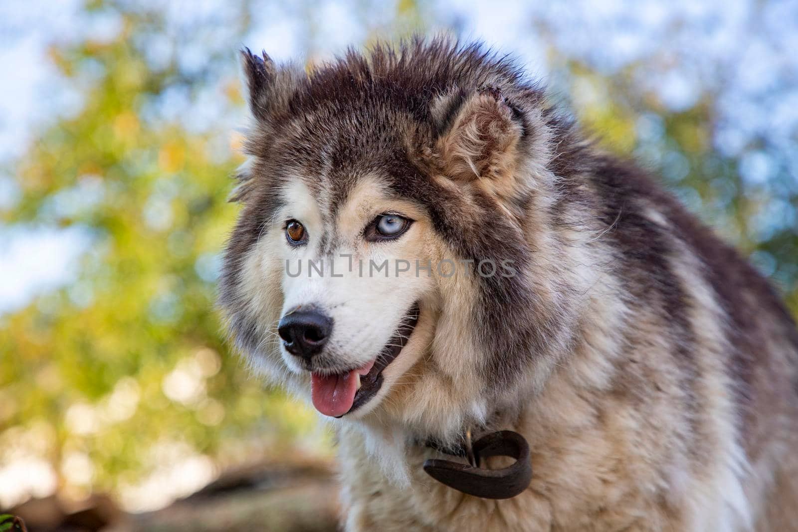 Portrait of a big siberian husky with different colored eyes