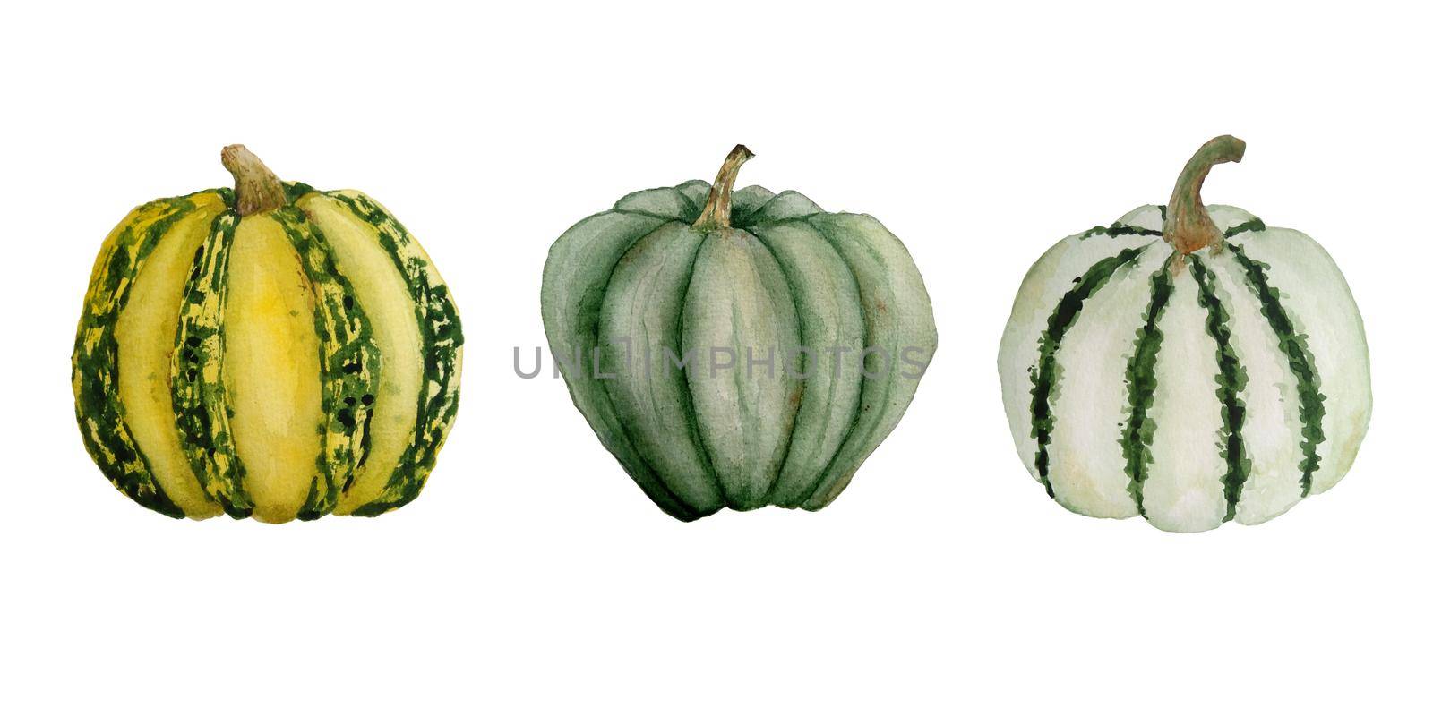 Watercolor hand drawn illustration template elemnts with green yellow striped pumpkins, organic farmers food ingridient. Halloween thanksgiving celebration design. Decoration autumn fall harvest label. by Lagmar