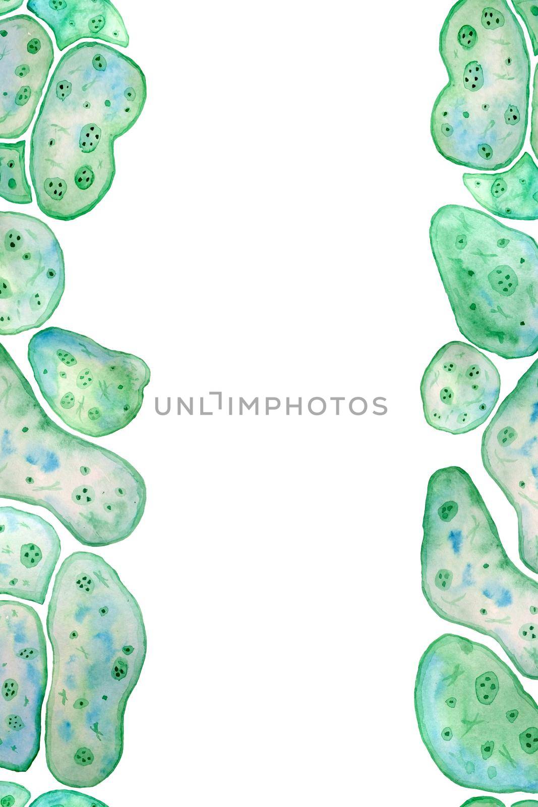 Seamless vertical border frame of unicellular green blue algae chlorella spirulina with large cells single-cells with lipid weed droplets. Watercolor illustration of macro zoom microorganism bacteria cosmetics biological design. by Lagmar