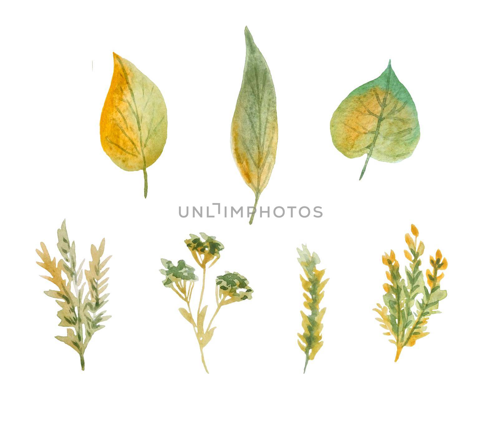 hand drawn watercolor illustration elements with green yellow wild herbs leaves in wood woodland forest. Organic natural plants, floral botanical design for wallpapers textile wrapping paper. Minimalism fall autumn design