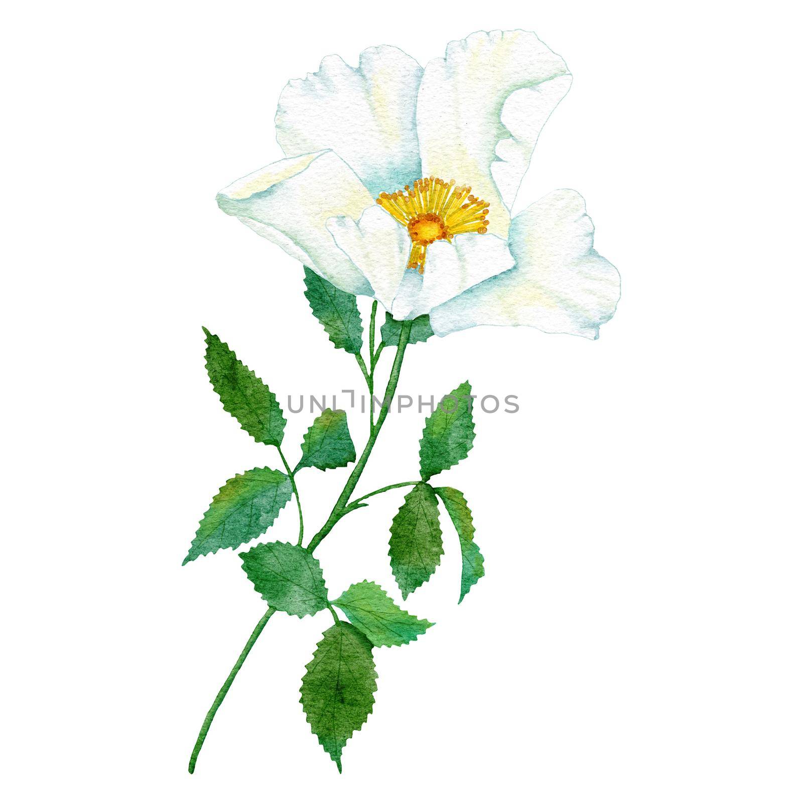 Watercolor hand drawn illustration of white wild rose with green leaf leaves, elegant dog-rose floral flower blossom petals, natural plant greenery. Nature herb, pastel wedding concept for print invitations. by Lagmar