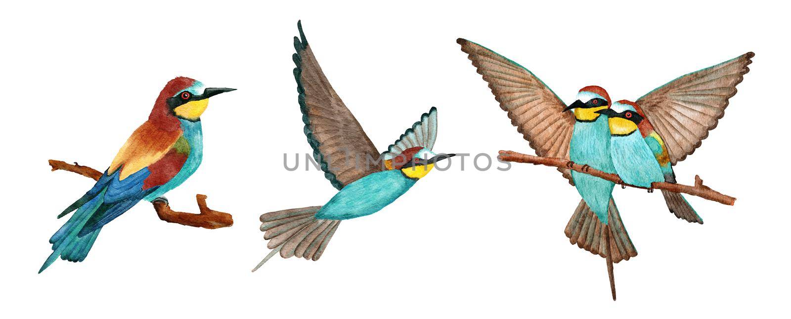 Watercolor hand drawn illustration of bee eater birds with bright vivid feathers on the branch and flying. Nature natural wildlife in forest. Ecology concept, animal species in europe asia. by Lagmar