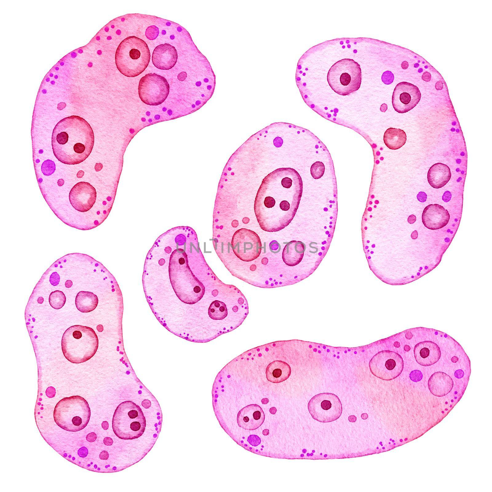 Watercolor illustration of pink purple cells microalgae microorganisms, microscope bio algae. Concept for cosmetics medicine healthcare print design. Pastel ameoba bacteria, soft oval round shape. by Lagmar