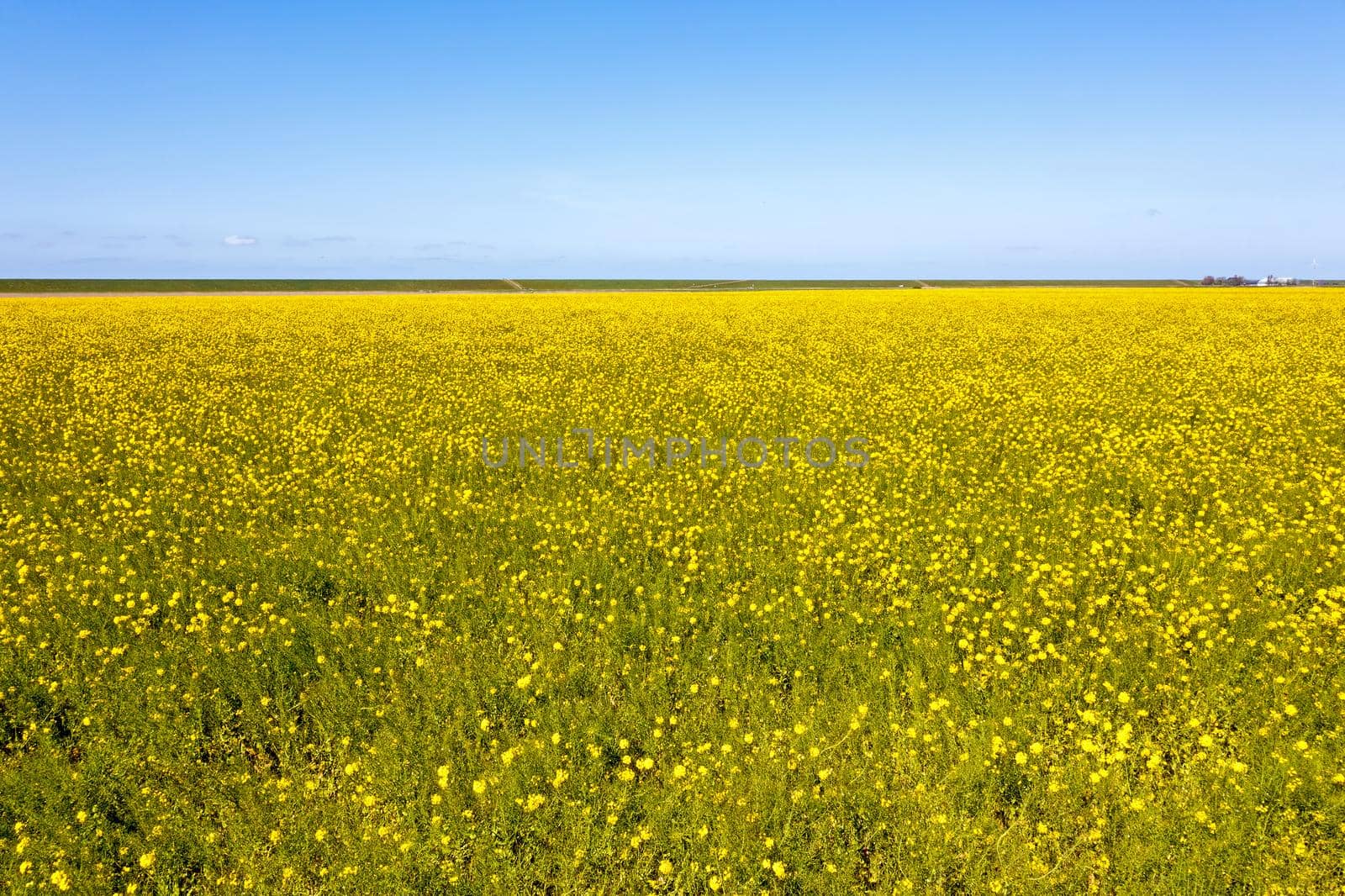 Aerial from a rapeseed field and a blue sky  in the countryside from the Netherlands by devy